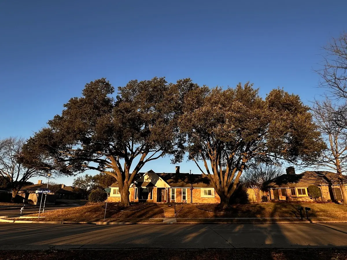 Established residential canopy tree shading a home in Buellton